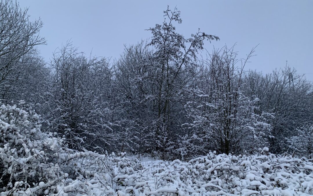 Snowy Owlthorpe Fields