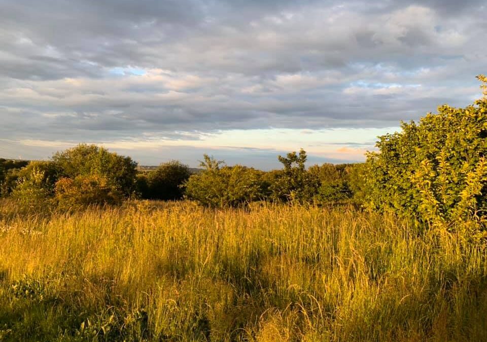 Campaigners left devastated after inspector approves controversial plans for housing development on Owlthorpe Fields