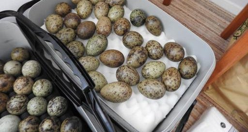 Bird breeder slams man who stole bird eggs from the wild