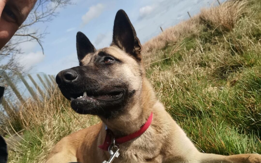 Newest, cutest police dog crime fighters unleashed in South Yorkshire