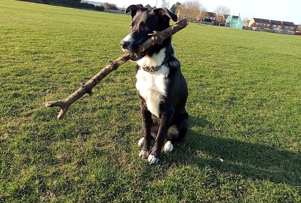 Borrowing Ace: Meet the Meersbrook man lending out his dog