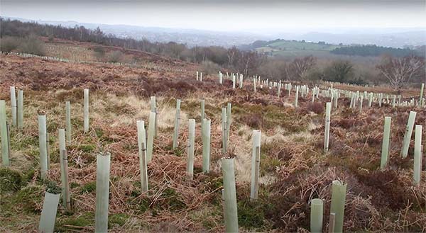 30,000 trees to be planted on Totley Moor to kickstart biodiversity