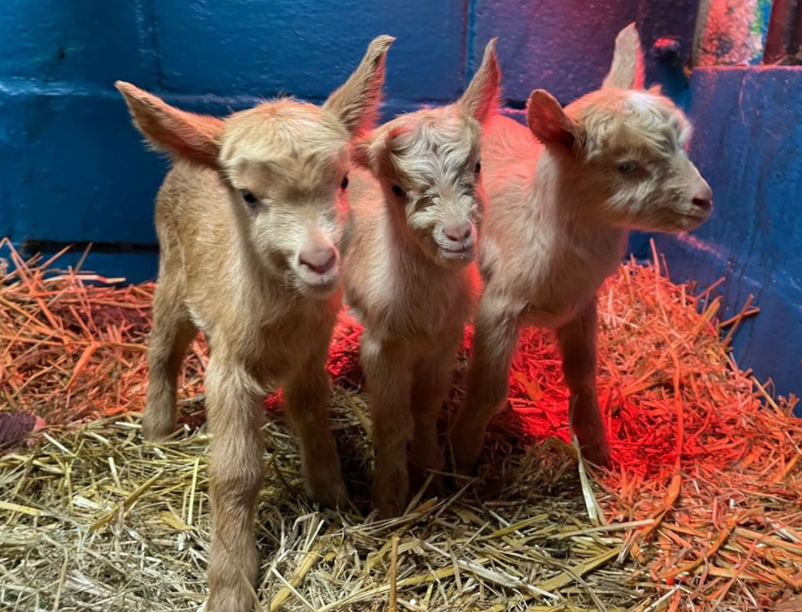 Rare female triplet goats born at Heeley City Farm