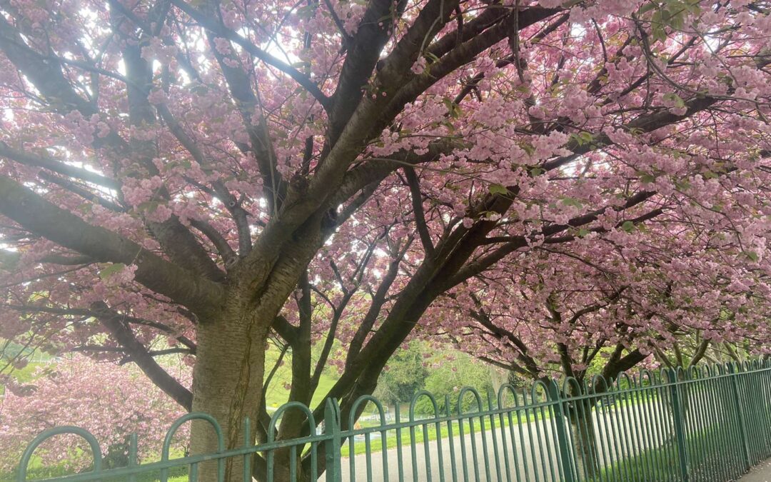 Spring has sprung in Sheffield