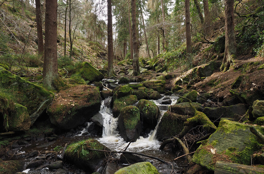 Tree disease leads to “last resort” felling operation