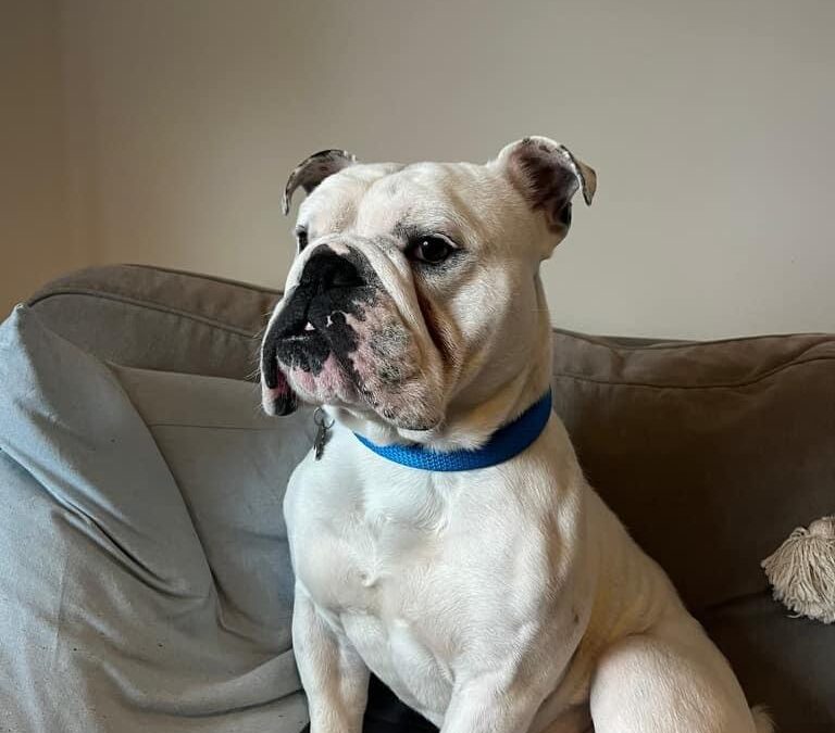 Animal sanctuary relieved at Tyson the bulldog’s operation success