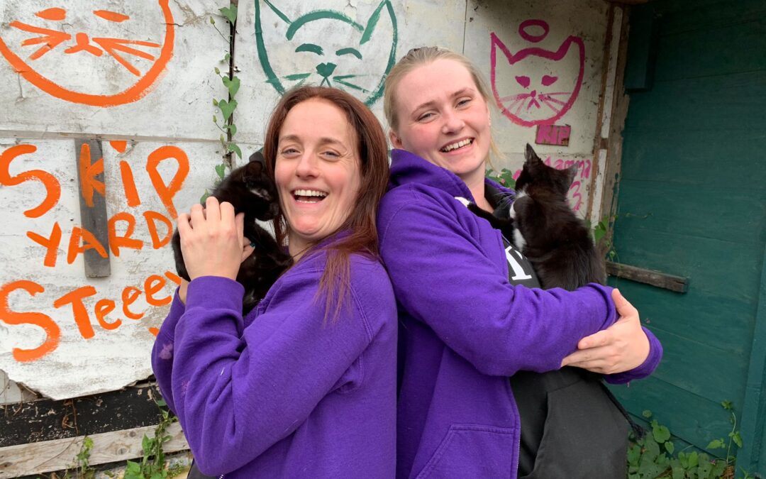 “A cat is for life, not just for Christmas”: Sheffield Cat Rescue increases adoption fees to caution gifting cats for holidays