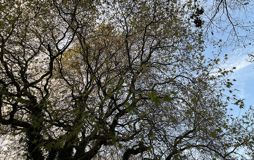 Sheffield street campaigns to get first ever tree