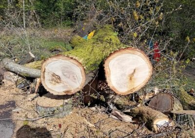 Massive downed tree in Endcliffe Park nearly hits people