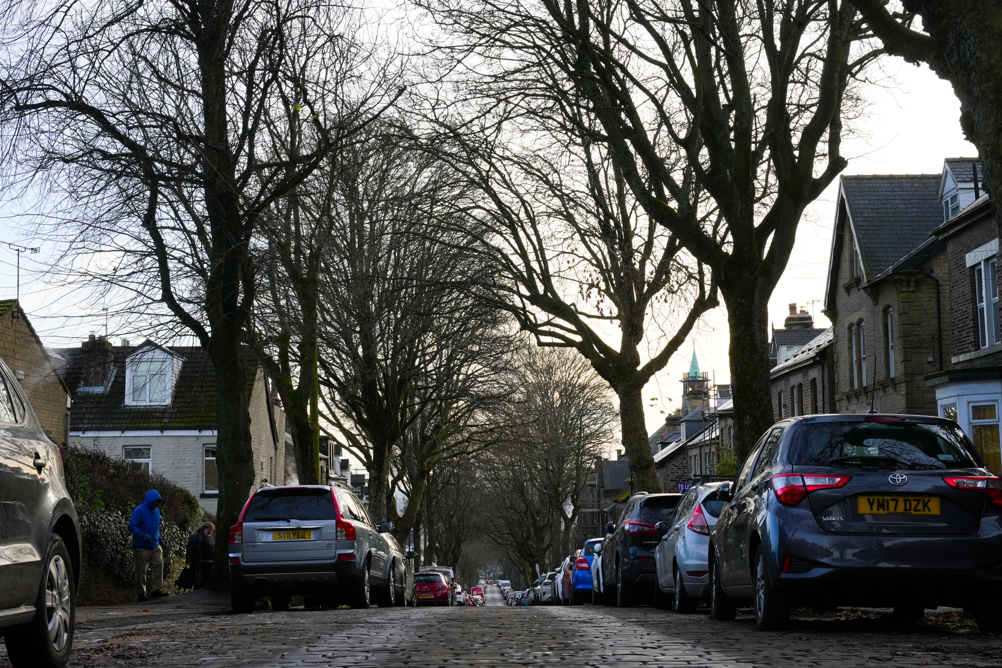 A row of street trees line a residential street in Sheffield