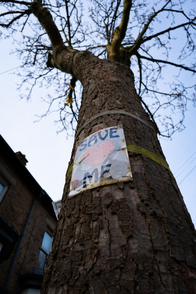 A street tree in Sheffield with a sign attached to it which reads "Save Me"