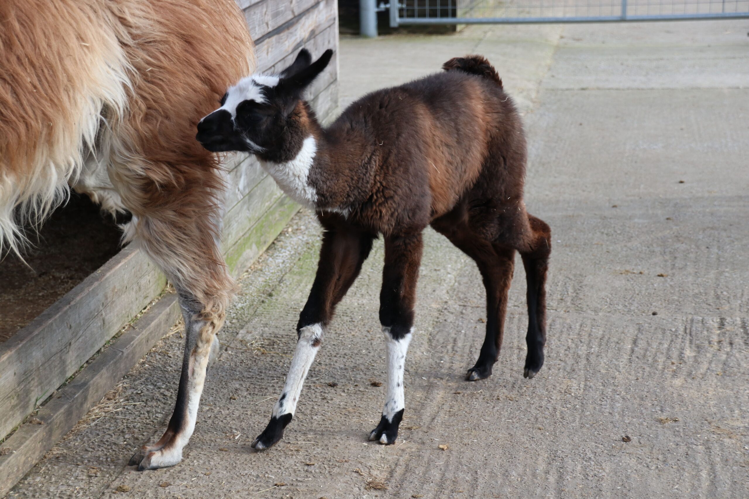 Baby llama next to an adult llama