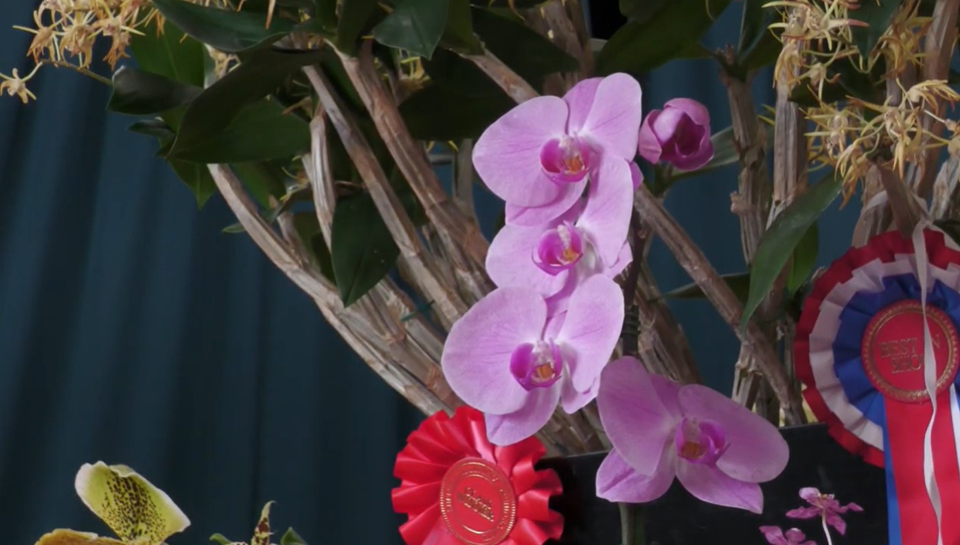 Orchid Show shines light on dying art