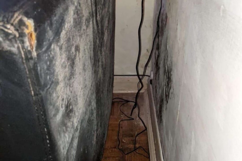 Current image: An image of mould growing on a wall behind a sofa