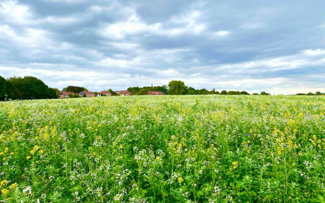 “There will be a big fight”: How Handsworth residents are battling the council to keep their greenbelt land