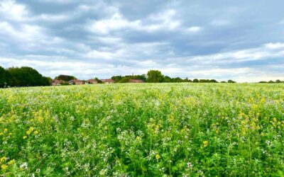 “There will be a big fight”: How Handsworth residents are battling the council to keep their greenbelt land