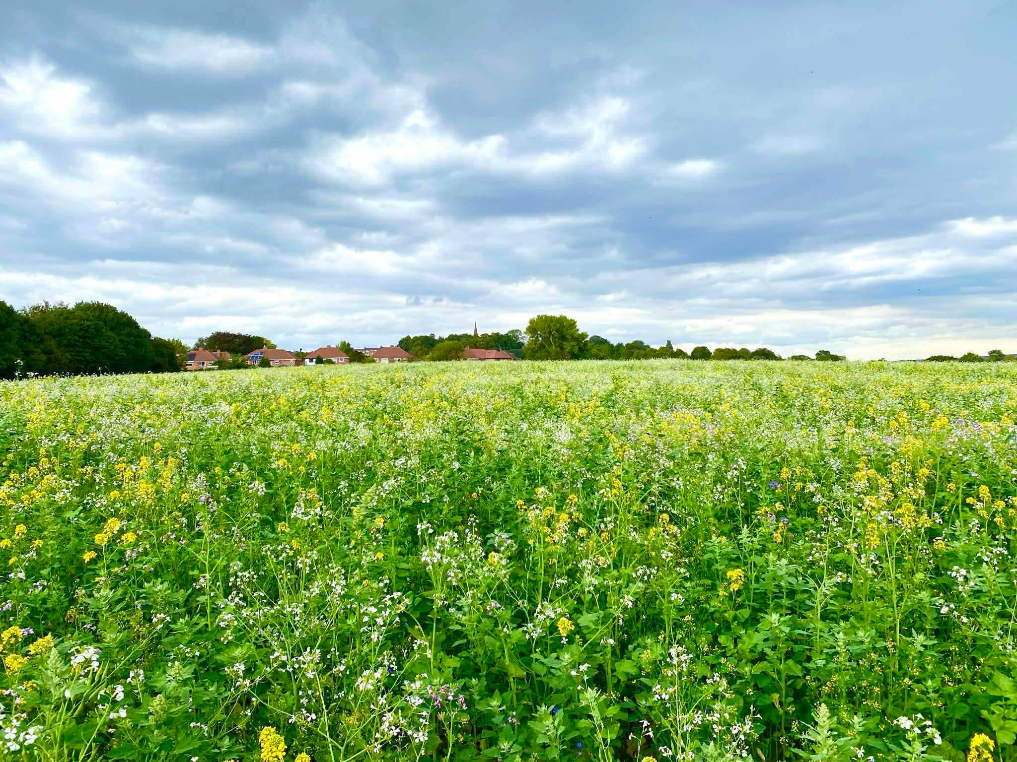 “There will be a big fight”: How Handsworth residents are battling the council to keep their greenbelt land