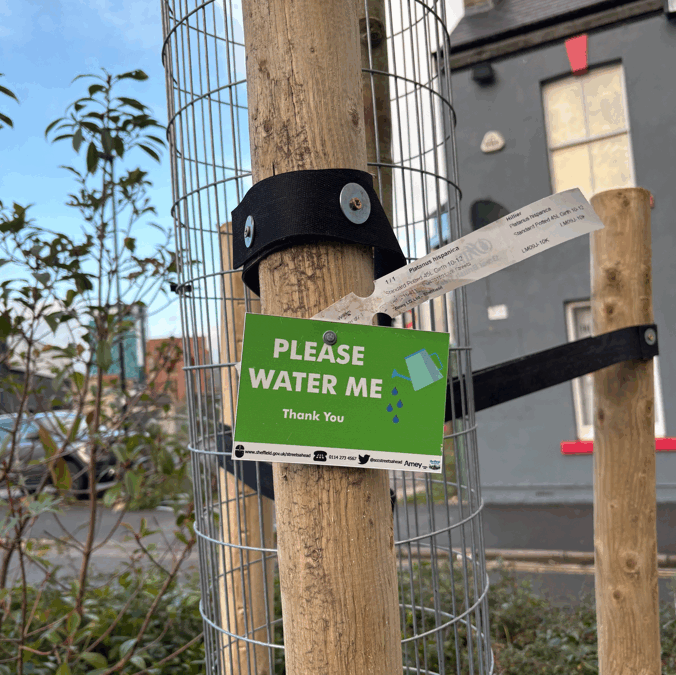 Hundreds of new trees on Sheffield’s streets – and more to come