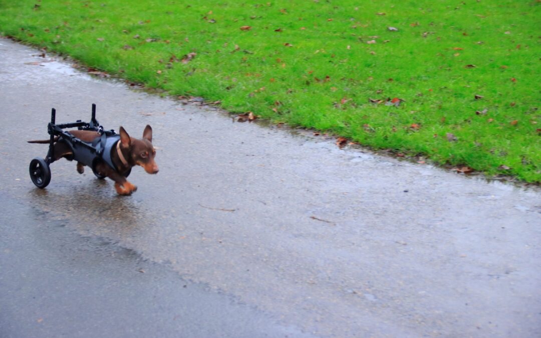 Jafar’s on the move thanks to his new set of wheels