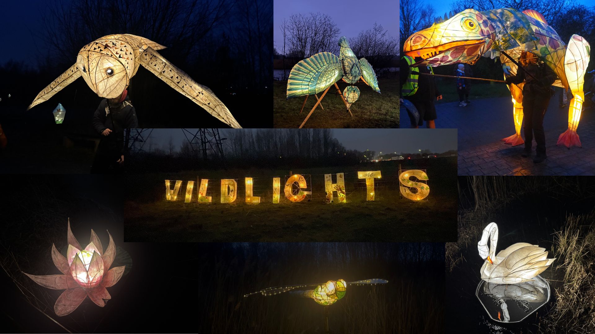 Wildlights lantern trail Wildlights lantern trail