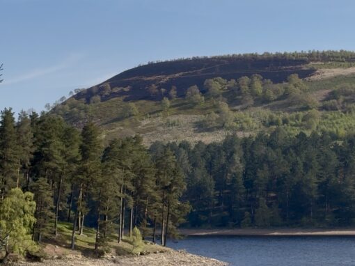 Today on Sheffield Wire