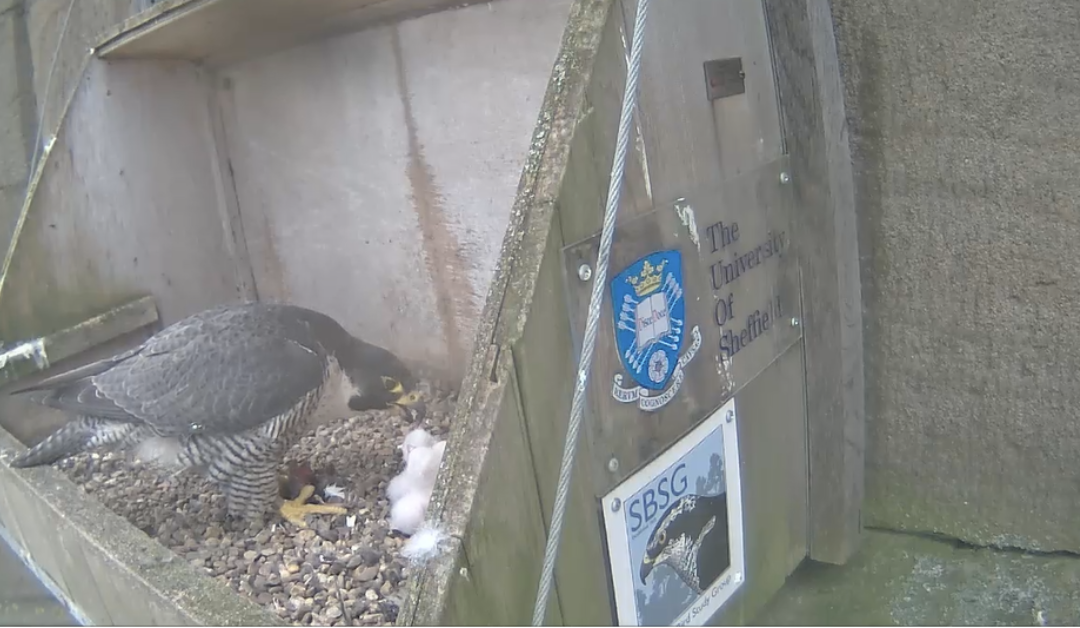 Sheffield nesting spot welcomes four new Peregrine Falcon chicks